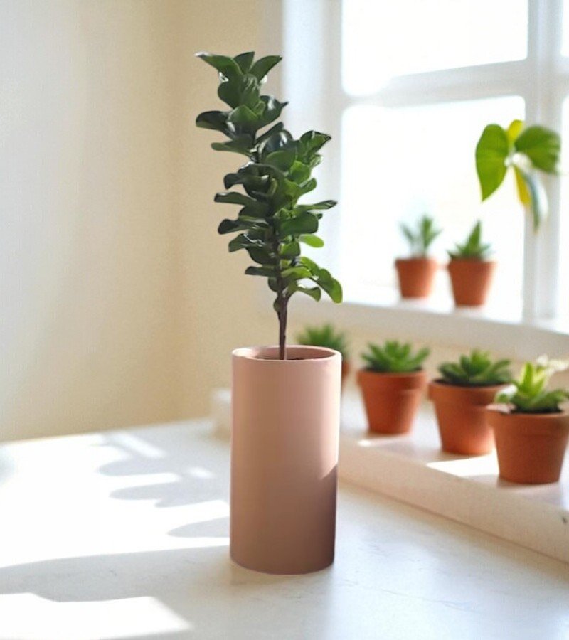 Bougainvillea Glabra Plant image 1