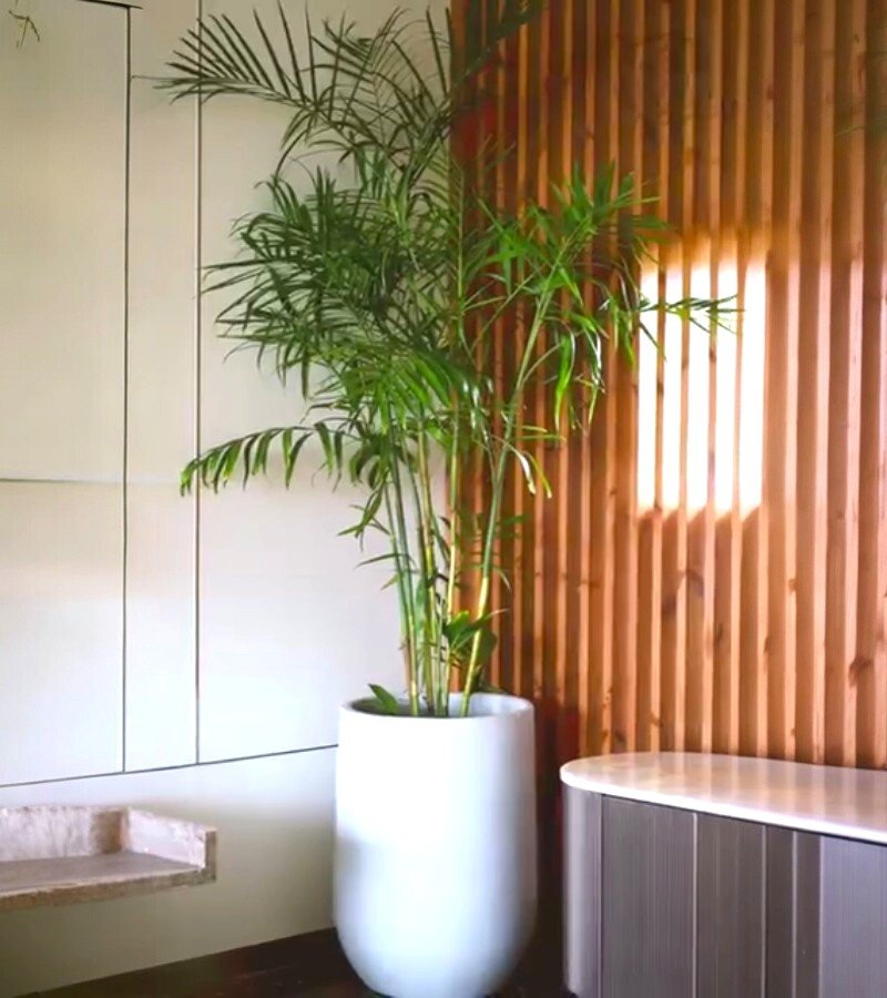 Bougainvillea Glabra Plant image 3