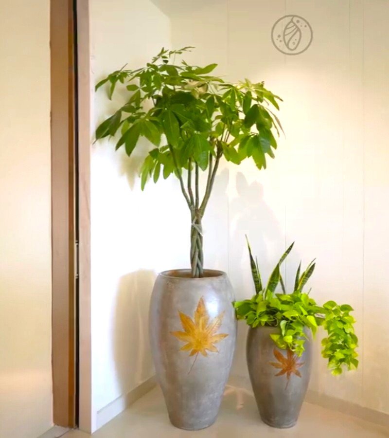 Bougainvillea Glabra Plant image 4