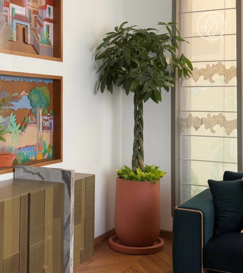 Pachira Aquatica Plant image 1